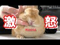 お前なんか飼い主じゃないとブチ切れるうさぎ