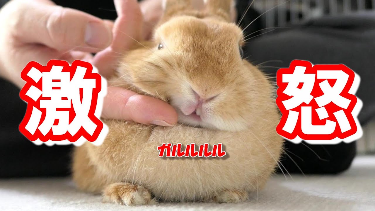 お前なんか飼い主じゃないとブチ切れるうさぎ - YouTube