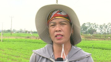 Phòng bệnh lở cổ rễ cho Cà rốt