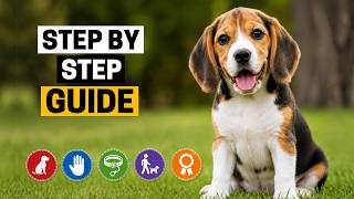 5 Steps To A Fully Trained Beagle Puppy
