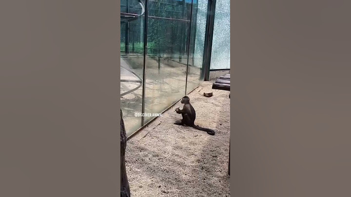 Monkey attempt prison break 🤯 #shorts #2021