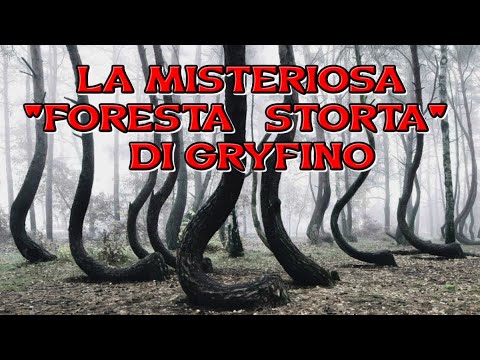 Video: Foresta Storta: In Polonia C'è Un Misterioso Boschetto Dove Crescono 400 Pini Stranamente Ricurvi - - Visualizzazione Alternativa