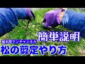 松の剪定【初心者向け】作業動画を交えて松のお手入れの仕方を解説