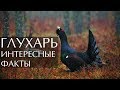 Птица Глухарь - интересные факты