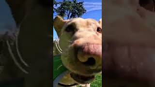 Frisbees POV #dogvideos