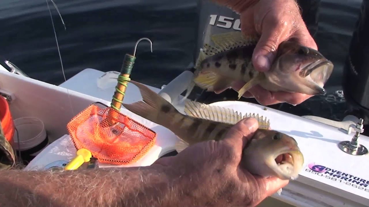 Gary Finch Outdoors-Early Season Amberjack Season - YouTube