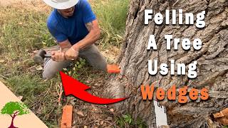Testing My Tree Felling Knowledge!