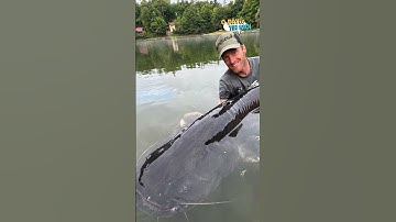 Vật lộn suốt 1 tiếng đồng hồ, cần thủ tóm sống con cá trê khổng lồ dài 2,7m "đẹp gần như hoàn hảo"