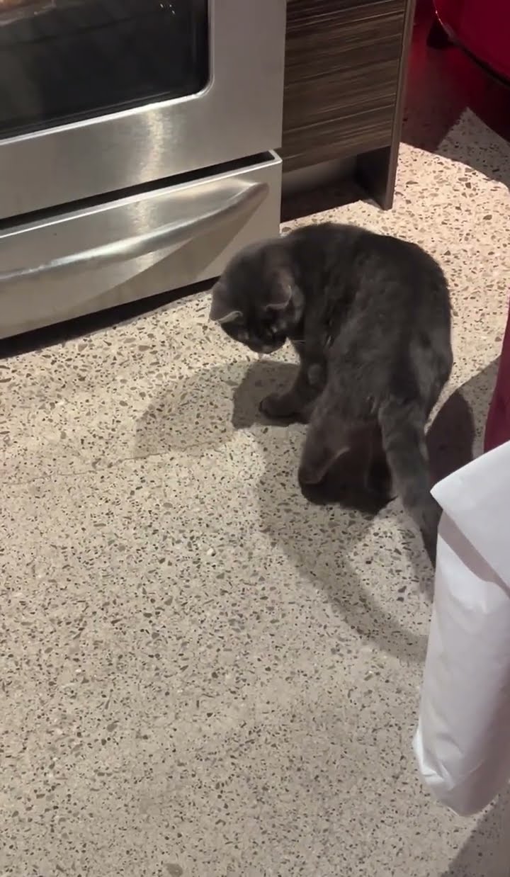 Cat Chases Tail In Hopes Of Oven Scraps || ViralHog