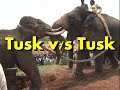 wild tusker ready to fight with Camp Elephants