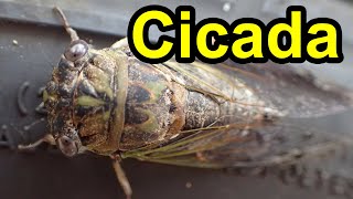 Cicadas Make Buzzing Summer Sounds