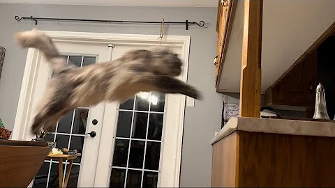 Video 3664171: mainecoon catio, giant mainecoon