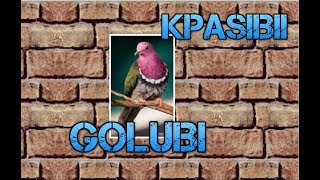 Голуби. | Красивые фото голубей Голуби. | Красивые фото голубей