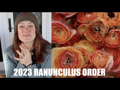 2023 Ranunculus Order : TWICE the Space to Fill: Flower Hill Farm