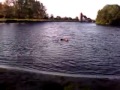 honden zwemmen in het maalwater.mp4
