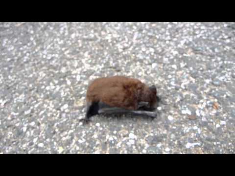 Video: Hemotropné Mykoplazmy U Malých Hnedých Netopierov (Myotis Lucifugus)