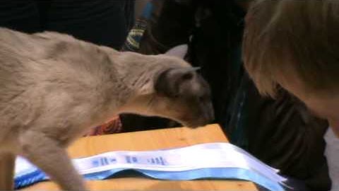 Siamese Cat Kelmikerhon Salonkileijona SIA a (M.T. Tausen) (www.baltior.eu) 20090613