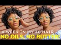 No oils, No Butter on REAL 4C Hair? (Week 2)