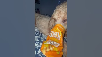 Thumbnail of I love this dog so much ❤️🐶 #love #dog