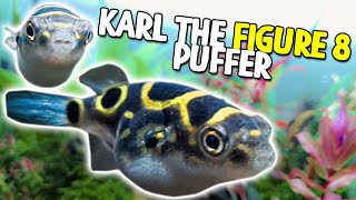 Everyone Meet My NEW FIGURE 8 Puffer Karl!