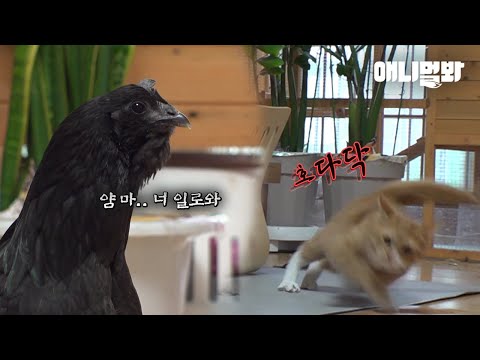 육아 휴직중인 오골계가 고양이한테 닭발 당수 날린 이유ㅋㅋㅣReason Why <strong>The</strong> Silkie Slapped Her <strong>Housemate</strong> Cat