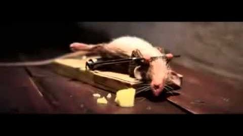 bẫy chuột Đến thượng đế cũng phải cười