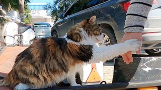 Beautiful cat doesn't want me to go home holding my hand with her paw