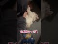 お腹は触らないで！#ココ #猫 #cat #shorts