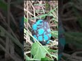 #beautiful original nishapur feroza 😎 #feroza #gemstone #shorts #viral