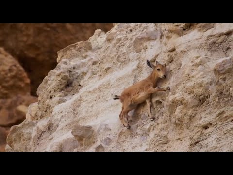 BABY Nubian IBEX TRY TO ESCAPE RED FOX FROM BBC PLANET EARTH TWO