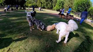 Dog Park TV Day started calm and mellow, the people and dogs kept on coming, new, old, puppies.