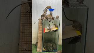 Best home mouse trap/besst mouse trap idea #mousetrap #mousetrap2020