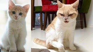 Funny Cat and Cute Kittens Videos Compilation #6 Funny Cat and Cute Kittens Videos Compilation #6