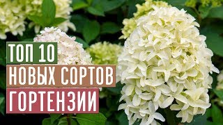 НОВЫЕ СОРТА ГОРТЕНЗИИ 2019 🌟 ТОП 10 ЛУЧШИХ СОРТОВ / Садовый гид