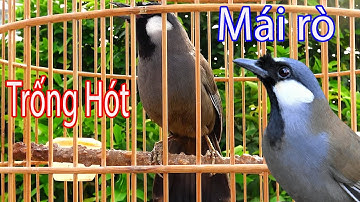 💫Khướu Hót GIỌNG RẤT HAY- NHIỀU GIỌNG.giọng rừng kích khướu bổi luyện khướu bổi hót căng lửa 56