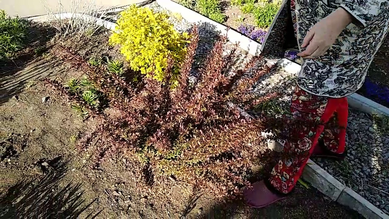 Обрезка барбариса