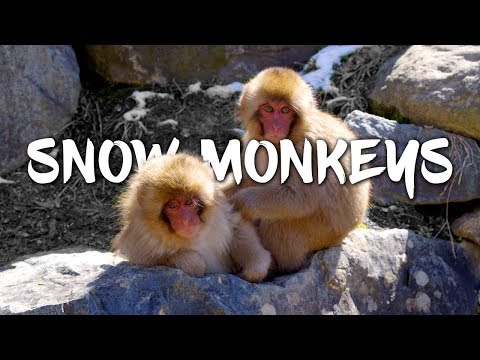 Snow Monkeys in Japan 5K Retina 60p (Ultra HD)