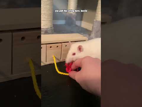 Video: Maak het leven van uw huisdier Rat interessanter met voedselpuzzels