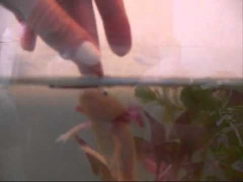 Video: Axolotl - Pasma Plazilcev Ambystoma Mexicanum, Hipoalergena, življenjska Doba In življenjska Doba