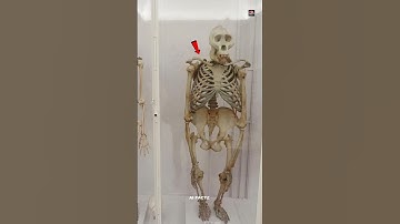 Human Skeleton vs Gorilla Skeleton  - Shocking Similarity Revealed!