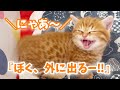 なんとかして外に出たい子猫となんとしてでも外出を止めたいママの攻防がかわいい💓【子猫の鳴き声】 Munchkin Kitten Meowing💓
