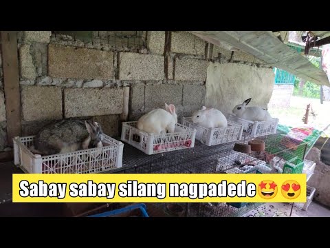 Video: Saan Lumalaki Ang Mga Petsa?