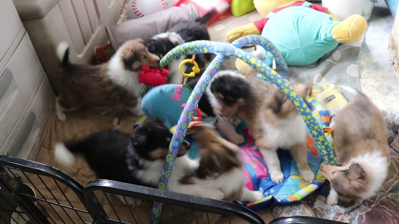 smoothdraw Tori x Liam pups 6 weeks old