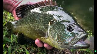 SPECIES SPOTLIGHT: SUNFISH OF CENTRAL TEXAS