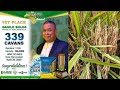 Secret reveal in rice farming  17metric tons harvest
