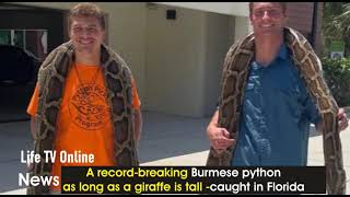 A record breaking Burmese python — as long as a giraffe is tall — caught in Florida