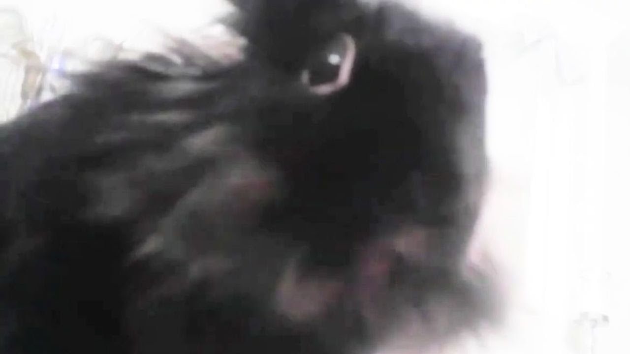 rabbits funny compilation - YouTube