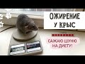 ЧТО ДЕЛАТЬ ЕСЛИ У КРЫСЫ ОЖИРЕНИЕ | К ЧЕМУ МОЖЕТ ПРИВЕСТИ ОЖИРЕНИЕ У КРЫСЫ | НОРМАЛЬНЫЙ ВЕС ДЛЯ КРЫСЫ