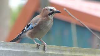 Stormmeeuw Kokmeeuw Vergelijken, Patrijzen, Gaai