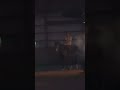 Would your horse stand to do this? #equestrian #horses #quarterhorse #fireworks